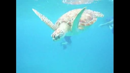 Sea Turtle Encounter