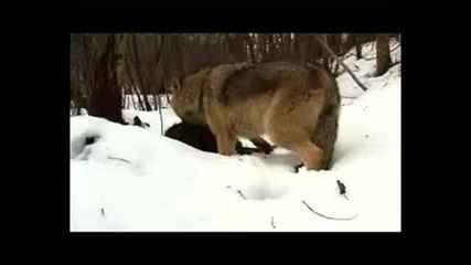 Wolves season (волчий сезон) Part 1 