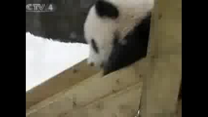 Cutest Pandas Ever !