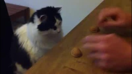 Умно коте играе със стопанина си:)