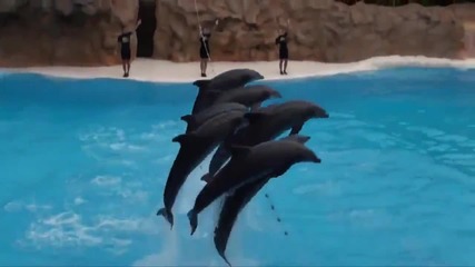 Невероятни делфини със страхотни умения