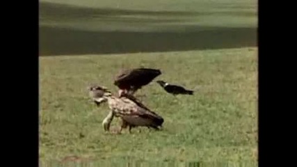 National Geographic - Frustrated Raven