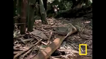 Cobra Vs. Rat Snake 