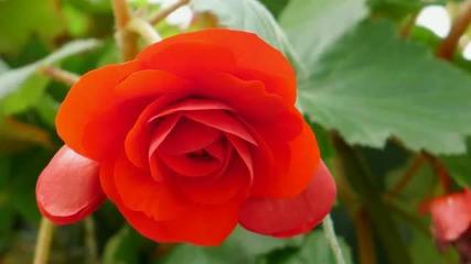 Ernesto Cortazar - Morir De Amor - Flowers Of Passion- For You My Love