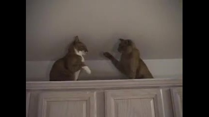 котешкй бокс 