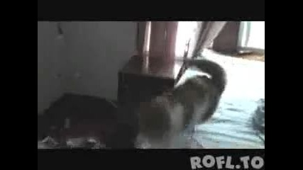 Смях - зрелищен бой между котки 