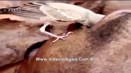 Птица пие вода от устата на арабин!