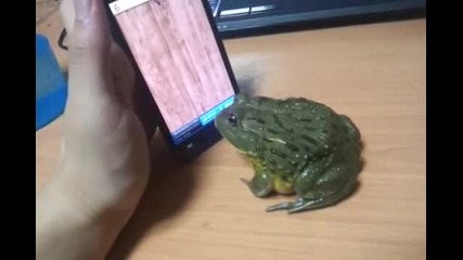 Жаба играе на телефон