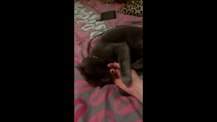 crazy cat