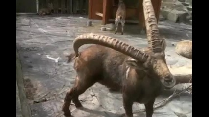 Как се чешат Козирозите 