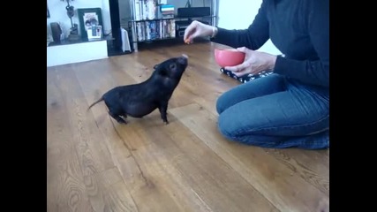 Squeaky The Micro Pig/ Сладко, малко прасенце, което изпълнява команди