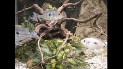 Geophagus sp. Tapajos 'red head'
