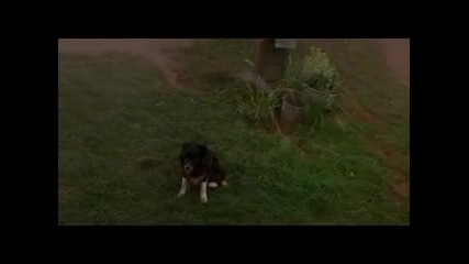 Babe / Бейб (1995) Bg Audio