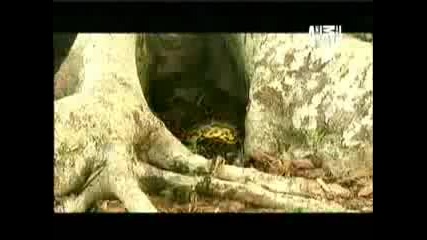 Snake Birth