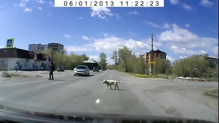 Кучета, които пресичат на пешеходна пътека ..