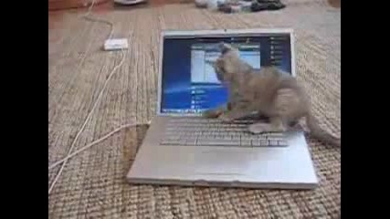Коте - Компютърен маниак 
