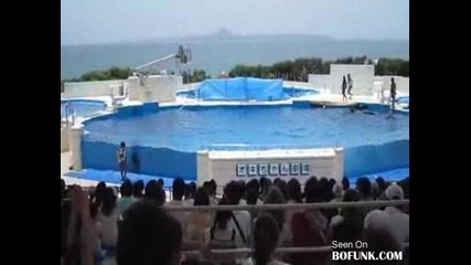 Делфин изпада от басейн