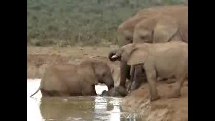 Слонове измъкват бебето си от водата