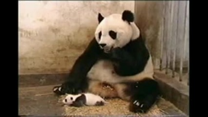 бебе панда изненадва майка си 