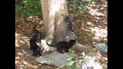 Малки котенца атакуват дърво