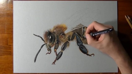 Рисуване на 3 D пчела