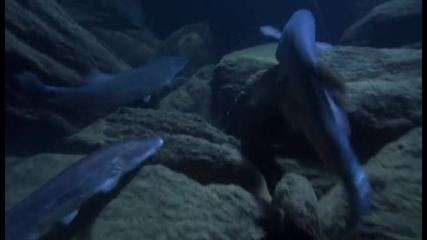Хищната делфа риба 