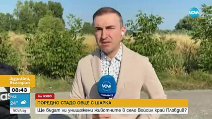 Огнища на шарка по овцете в няколко области в страната: Как се разпространява заразата