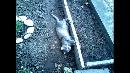 коте