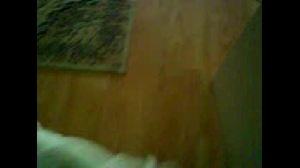 kotka si igrae s lazer