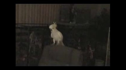 И Папагалите Си Падат По Backstreet Boys