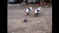 Смях ... Пуйки играят футбол