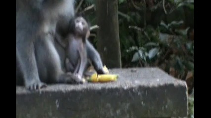 In Monkey Forest 6