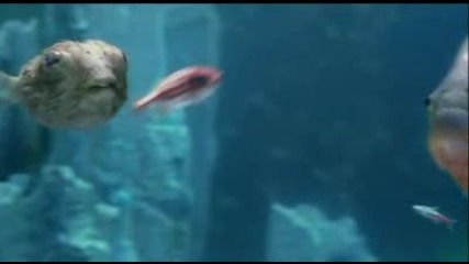 The Chemical Brothers - Salmon Dance