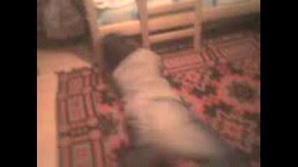 Idiot Se Bluska W Rub