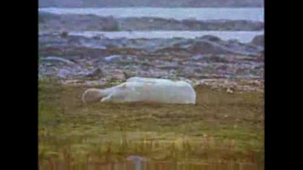 National Geographic - Drave Bear