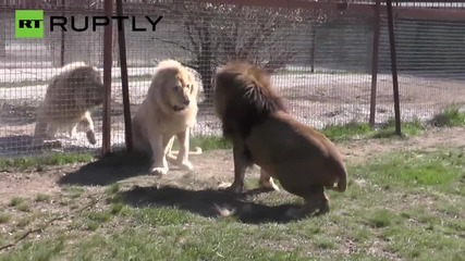 Lions Do Battle for Control of Sevastopol’s Taigan Safari Park