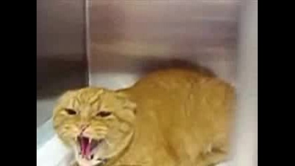 Дива котка