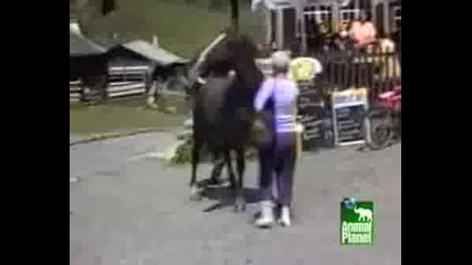 Funny Animals