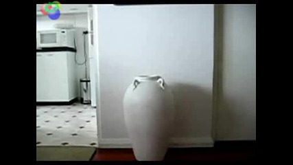 Луда Котка