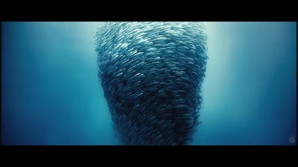 Disney Nature Oceans Featurette Hd 1080p