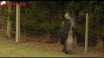 Невероятно- горила ходи на два крака