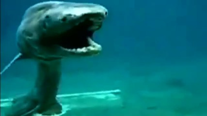 Праисторическа акула - Мантиева акула