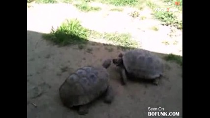 Бой между костенурки 