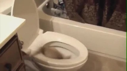 Глупави забавни котки + 100 % смях хаха :d :d