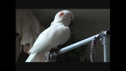 Чудесно говорещ папагал