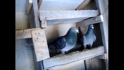 спортни гълъби4
