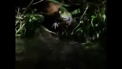 National Geographic - Bullfrog