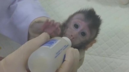 ПРОБИВ В НАУКАТА: За пръв път клонираха маймуни