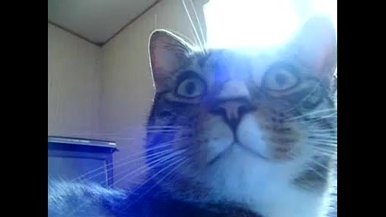 Котка се опитва да говори