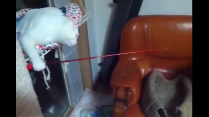 Две котенца си играят с въдица